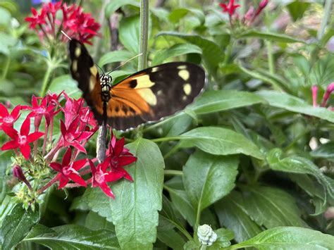 Key west butterfly - Key West Butterfly and Nature Conservatory: Worth $10...with coupon. - See 13,051 traveler reviews, 7,807 candid photos, and great deals for Key West, FL, at Tripadvisor.